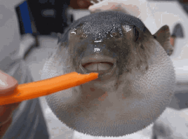 Pufferfish eating a carrot